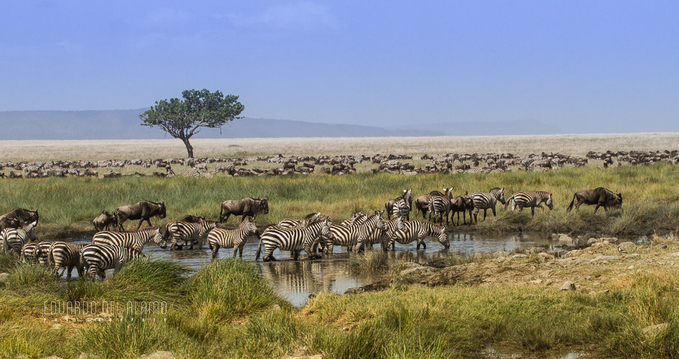 viaje-fotografico-kenia-masai-mara-safari-17.jpg