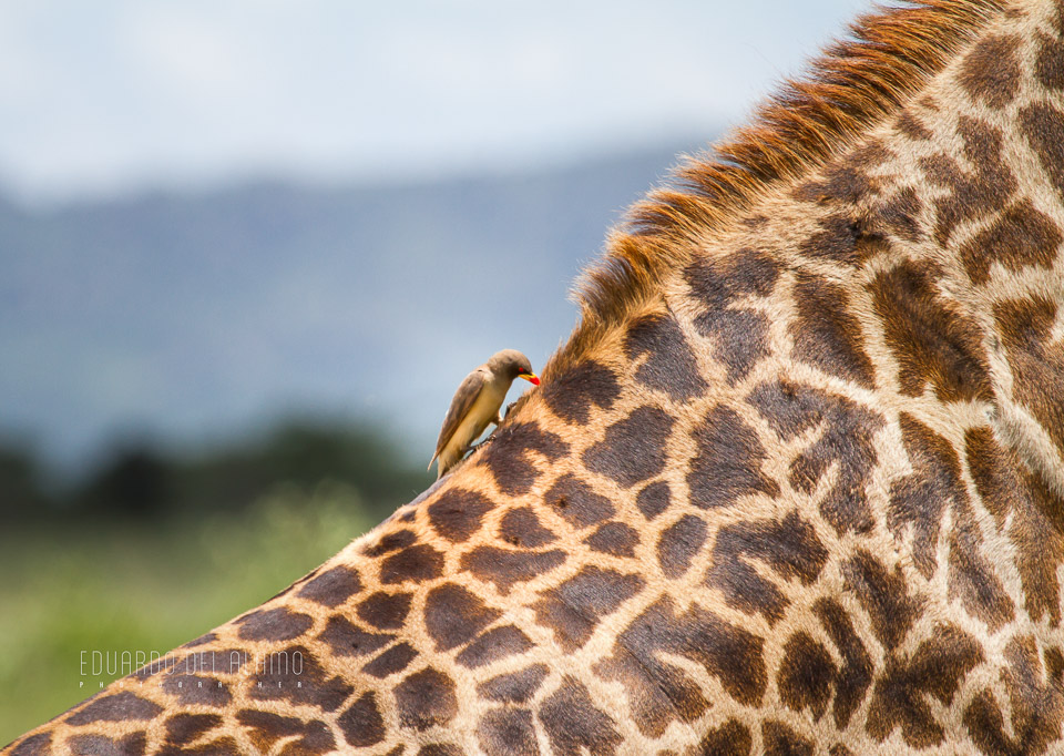 viaje-fotografico-kenia-masai-mara-safari-46.jpg